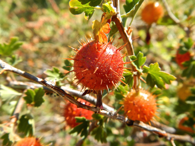 This was the most unusual vegetation on the hike. Photo/Kathryn Reed