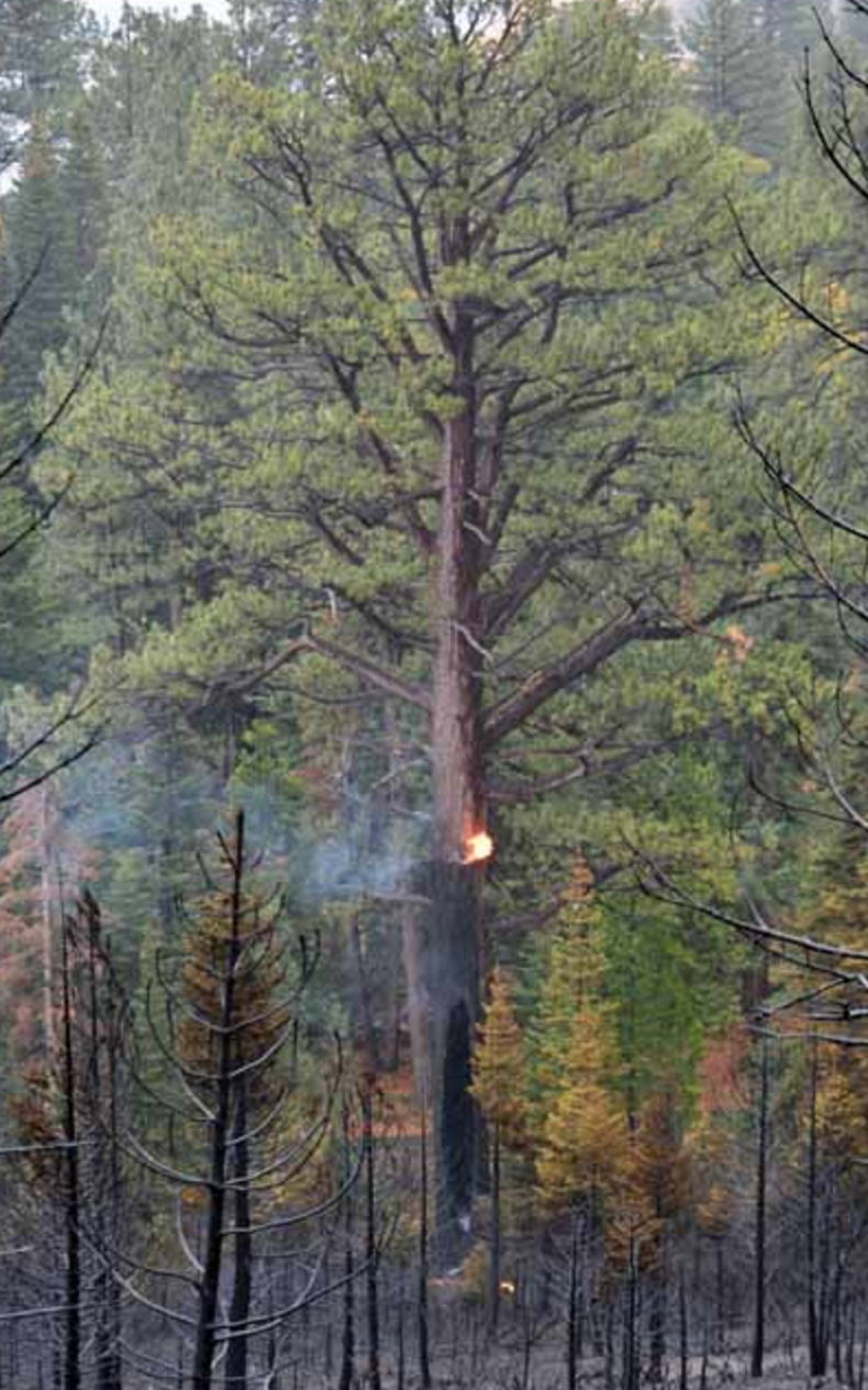 This is one of several hazardous trees in the Emerald Fire burn area. Photo/CalFire