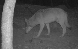 California officials are tracking two wolves in Lassen County. Photo/CDFW