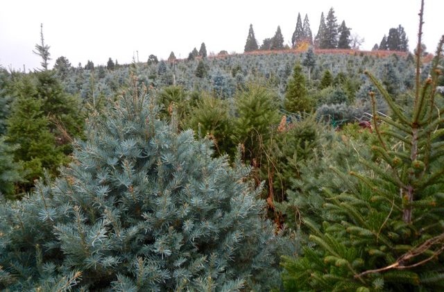 Christmas tree growers battle popularity of plastic