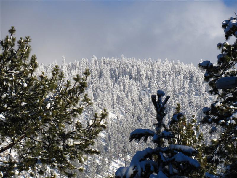 The cold temps are keeping snow in the trees around Tahoe. Photo/Denise Haerr