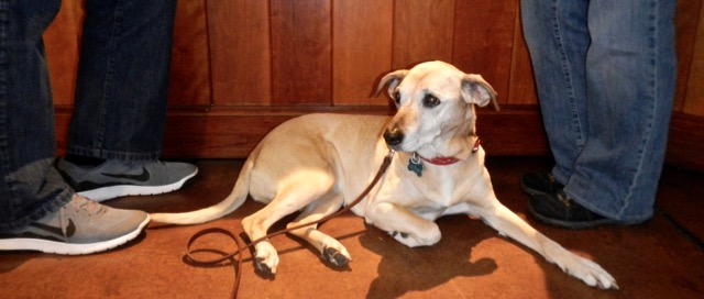 AJ makes herself at home at Boeger Winery. Photo/Kathryn Reed