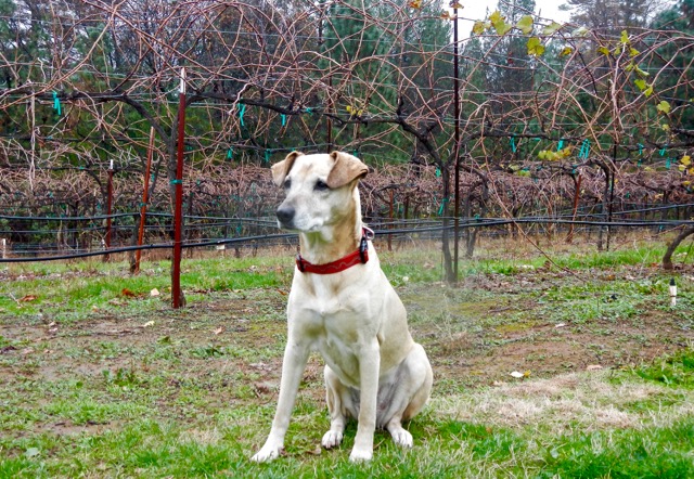 AJ could get used to regular trips to wine country. Photo/Kathryn Reed