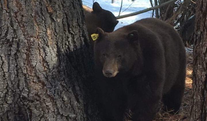 Letter: Thankful for those who tried to save bear