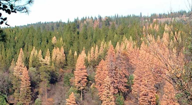 With Calif. drought over, fewer Sierra pines dying