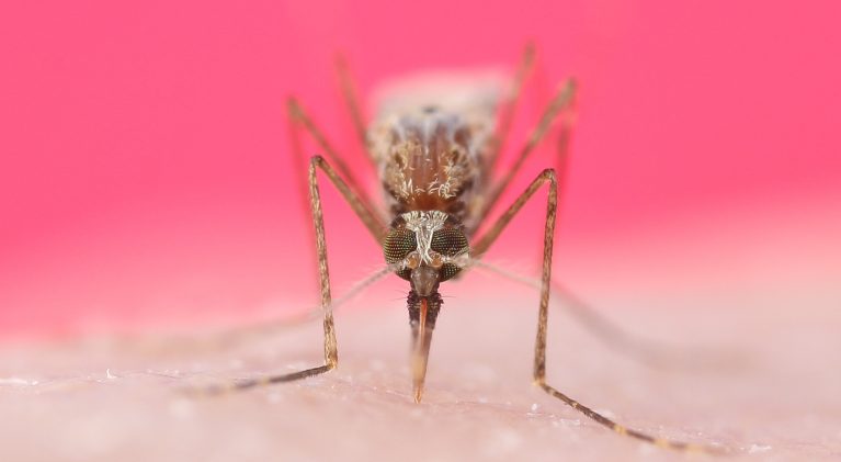 UNR working to stop mosquitoes’ spread of disease