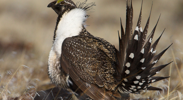 Sage grouse now a proxy for control of Western lands