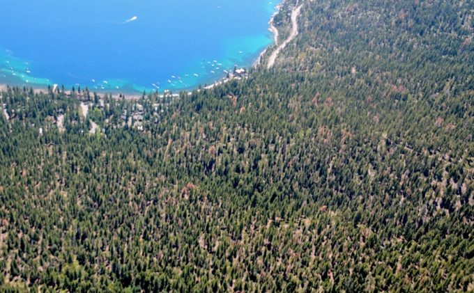 Tree mortality in Tahoe a growing concern