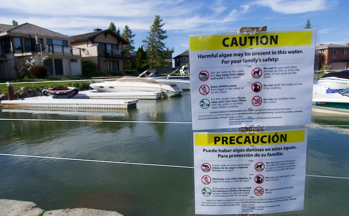 Toxic algae continues to cover Keys canals