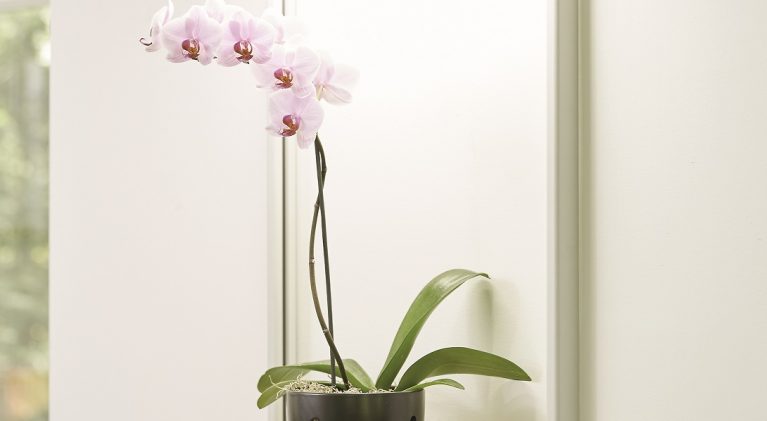 Keep orchids beautiful and blooming