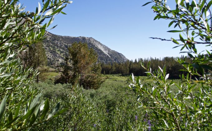 Sierra meadow restoration: Where to start?