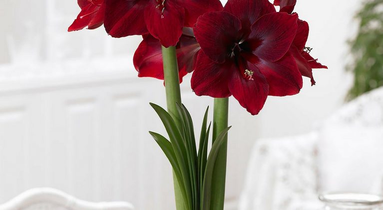 Brighten indoors with colorful amaryllis blooms