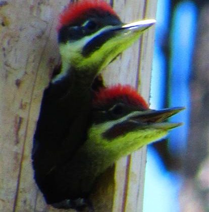 Talk to detail Tahoe Big Year bird event