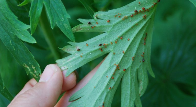 Safely manage insects on indoor plants