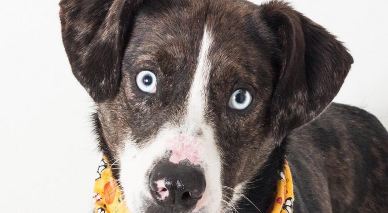 Tahoe Tails — Adoptable Pets in South Lake Tahoe