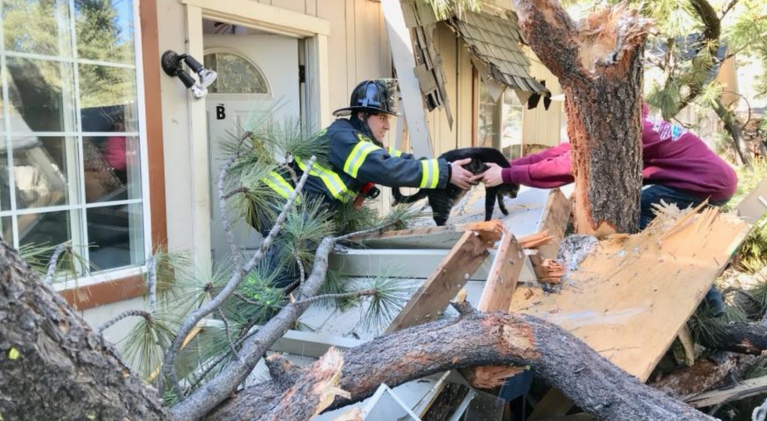 Tree into South Lake home; no injuries