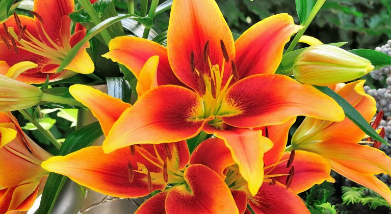 Plant lilies for a summer garden