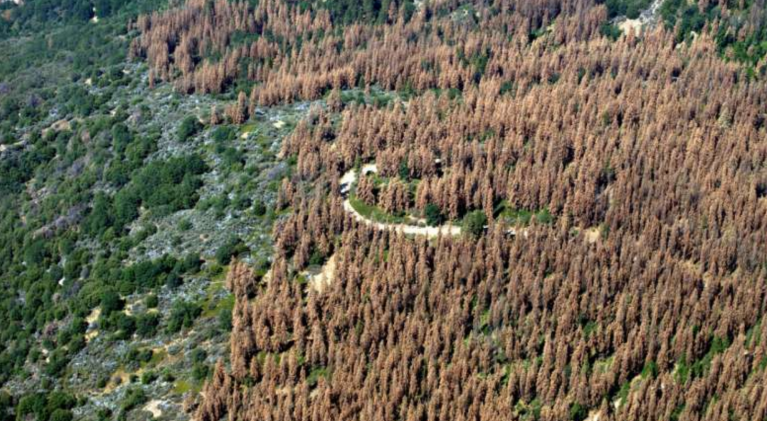 Forest loss can harm trees on the opposite coast