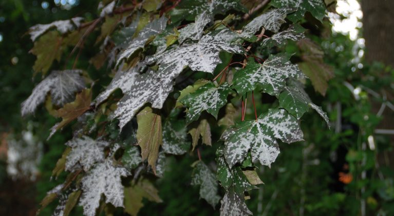 Organic prevention and management of powdery mildew on plants