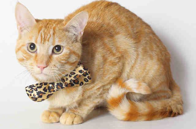 Tahoe Tails — Adoptable Pets in South Lake Tahoe